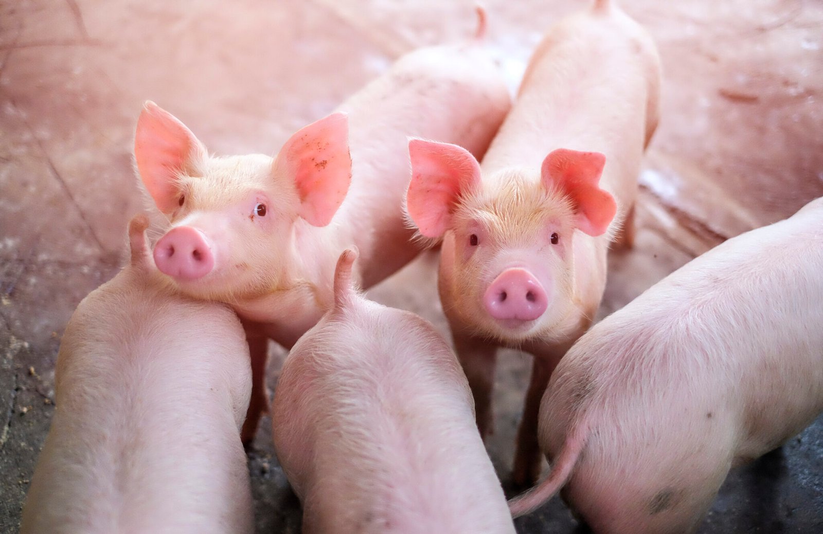 Terminologies Used In Pig Production